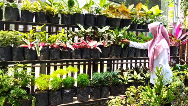 Jual-Beli Tanaman Hias