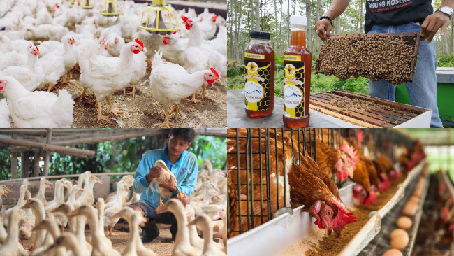 7+ Usaha Ternak yang Menjanjikan, Bisa Hasilkan Jutaan Rupiah Tiap Bulan dari Rumah