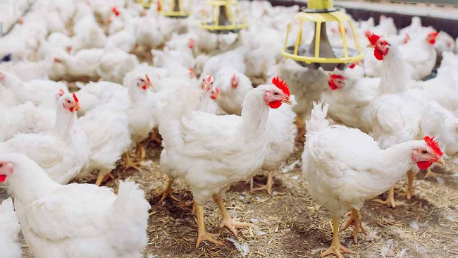 Ternak Ayam Pedaging