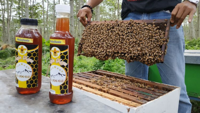 Ternak Lebah Madu